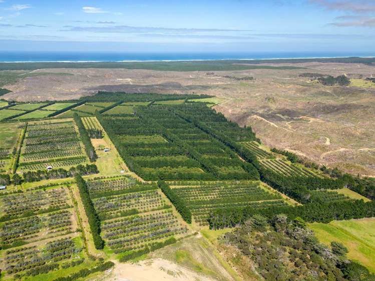 373 Kimberley Road Ngataki_7