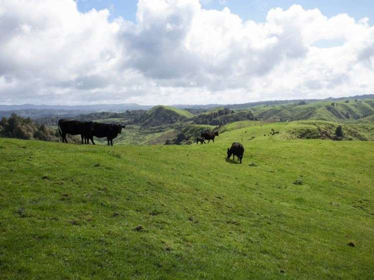 450 Ngapaenga Road Pomarangai_6