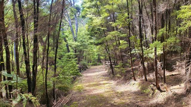 Hideaway Cove Kawau Island_3