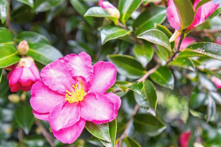 42 Ford Road Paparoa_20