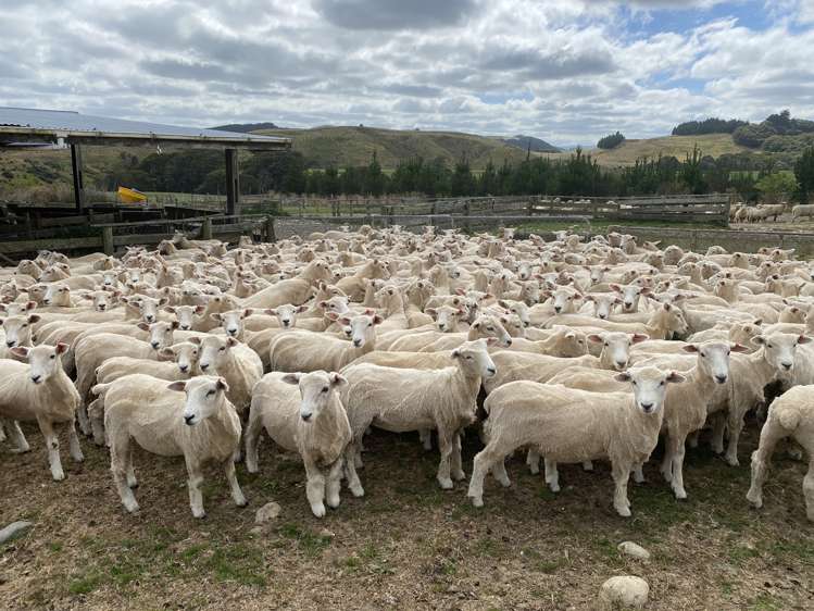 111 Gully Road Tuatapere_9