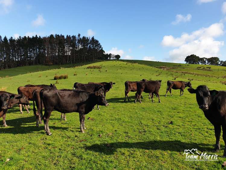 Sterling Road Paparoa_0