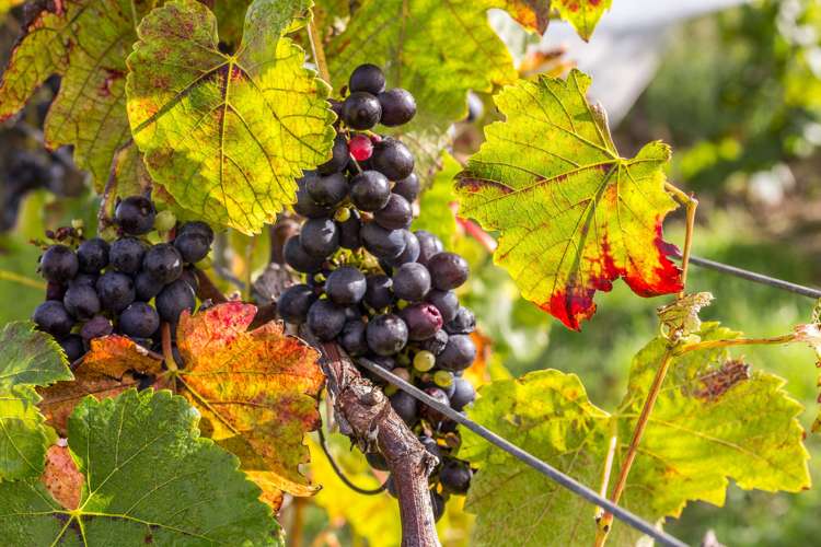 56 Wiroa Road Kerikeri_18