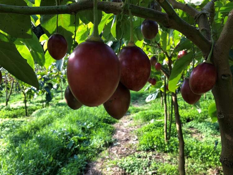 1358 State Highway 14 Maungatapere_8