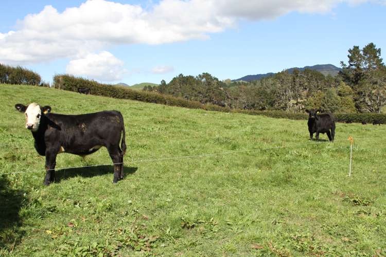 188 Waitawheta Road Waikino_19