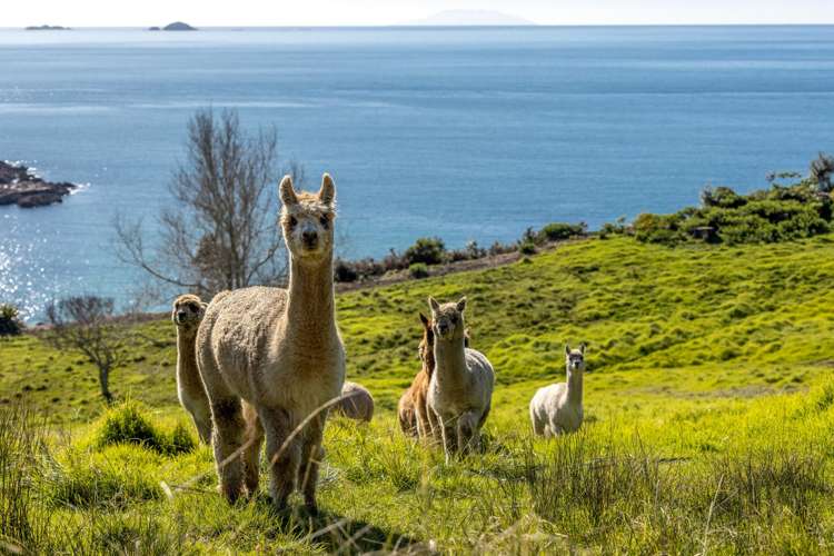 54 Korora Road Oneroa_8