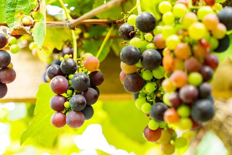 57 Whangarei Heads School Road Whangarei Heads_26