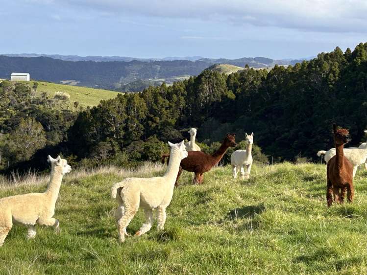 55 M Greenwood Road Leigh_10