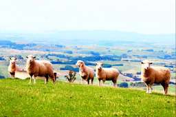 Study: NZ meat is  carbon efficient