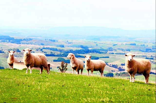 Study: NZ meat is  carbon efficient