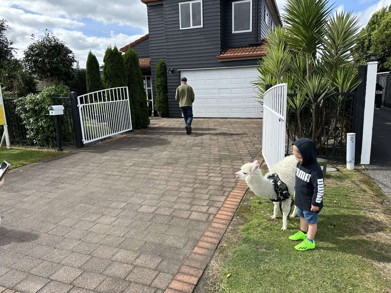 Ray White agent Tim O’Sullivan with his pet, Boris the Alpaca: 