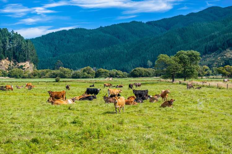 State Highway 1 Koromiko_1