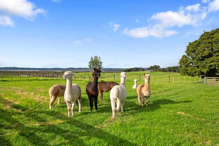 68D Tuparekura Road, South Head Helensville_24