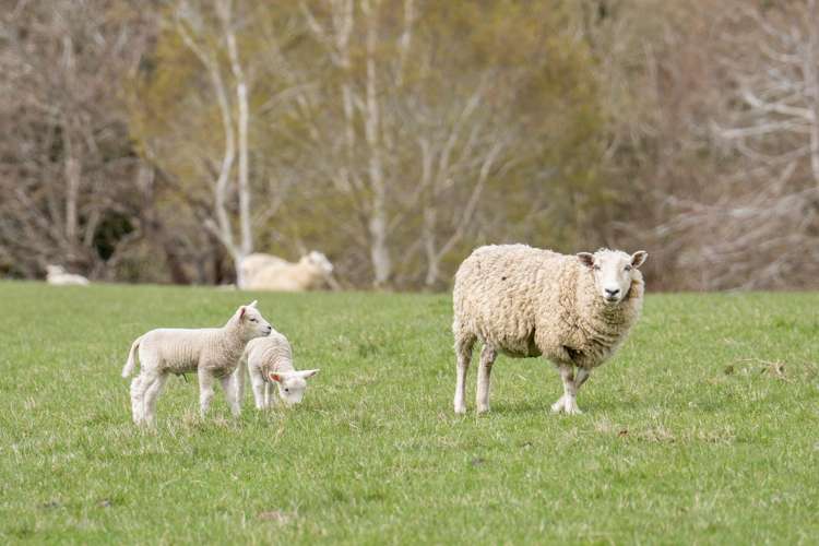 220 Mackay Road West Otago Surrounds_18