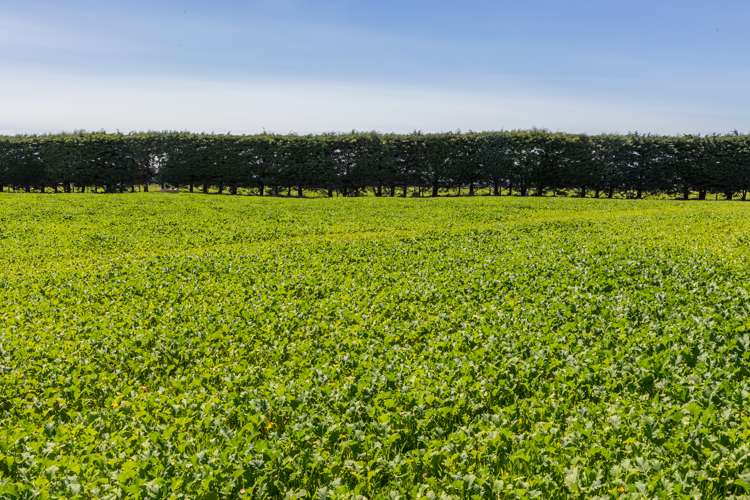 30 Tippings Road Cust_8