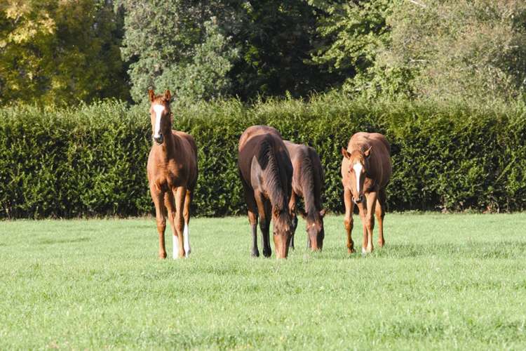 Abergeldie Way Cambridge_2