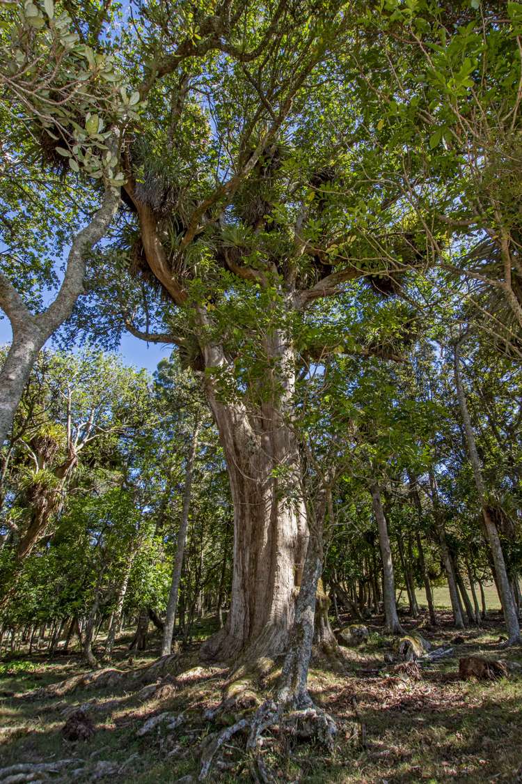 311c Akerama Road Hukerenui Whangārei Houses for Sale One Roof