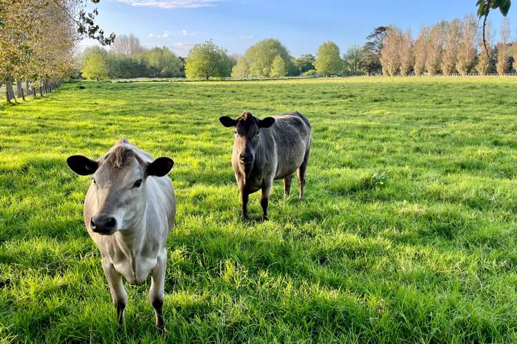 70 Spindler Road Wellsford_5