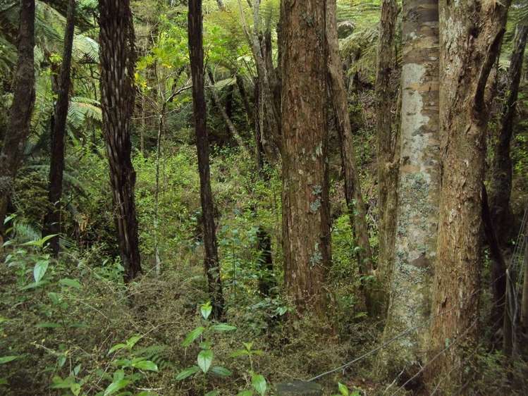 Hailes Road Whananaki_7