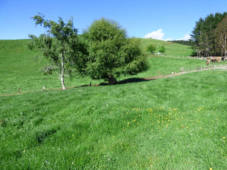 2229 State Highway 31, Kawhia Road Otorohanga_14