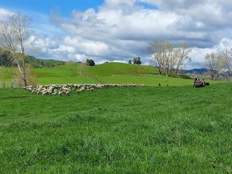 80 Parakoko Road Aria_9