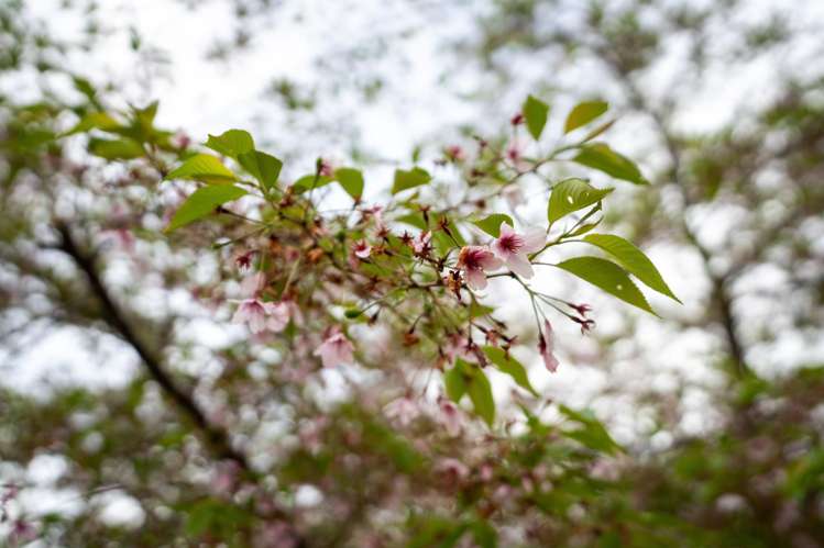 11 Gimson Street Masterton_18