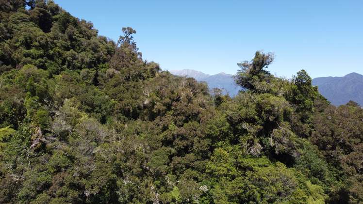 254 Doughboy Road Kokatahi_68