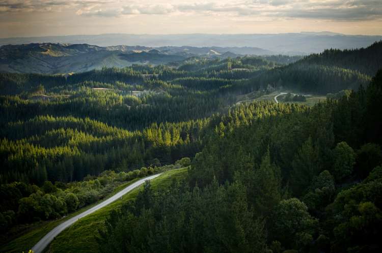 Duncan Road Waimata_9