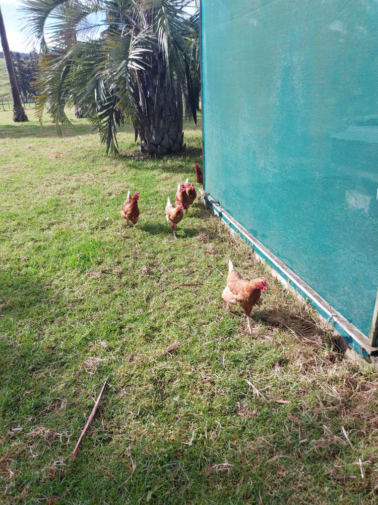 1081 Oruru Road Peria_18