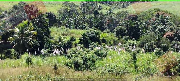 Address withheld Labasa_9