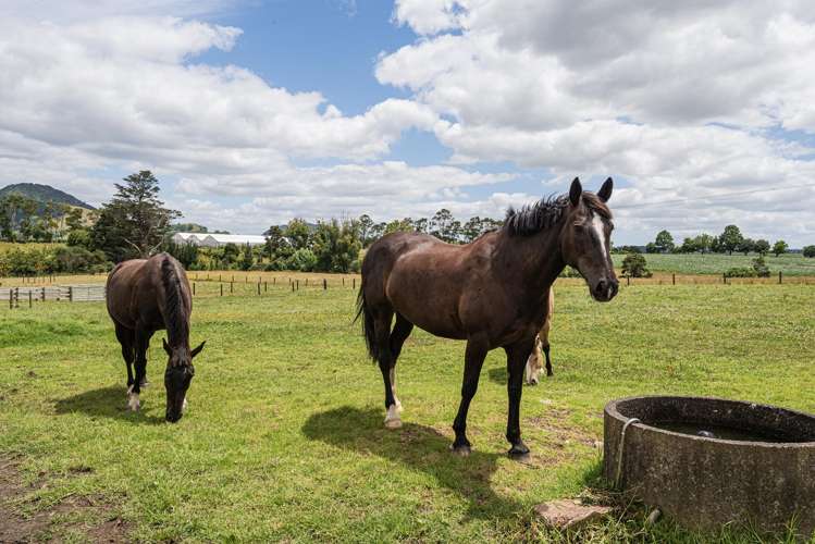 1378 Pipiwai Road Ruatangata West_18