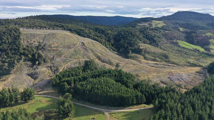 Waipati Road Chaslands_5