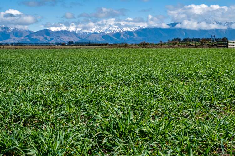 319 Methven Chertsey Road Methven_1