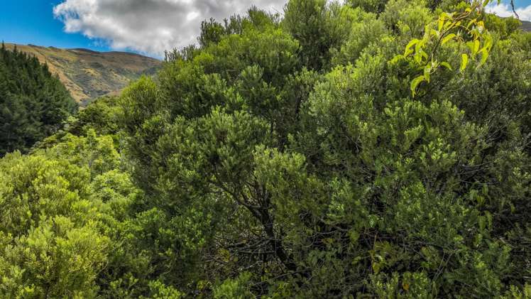 1467 Western Valley Road Port Levy_9