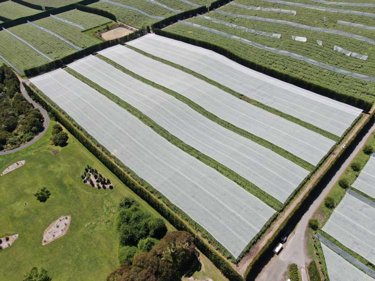 80 Roydon Downs Road Paengaroa_5