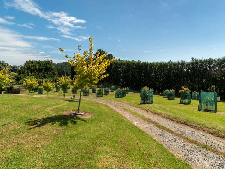 84 Plummer Road Whakamarama_5