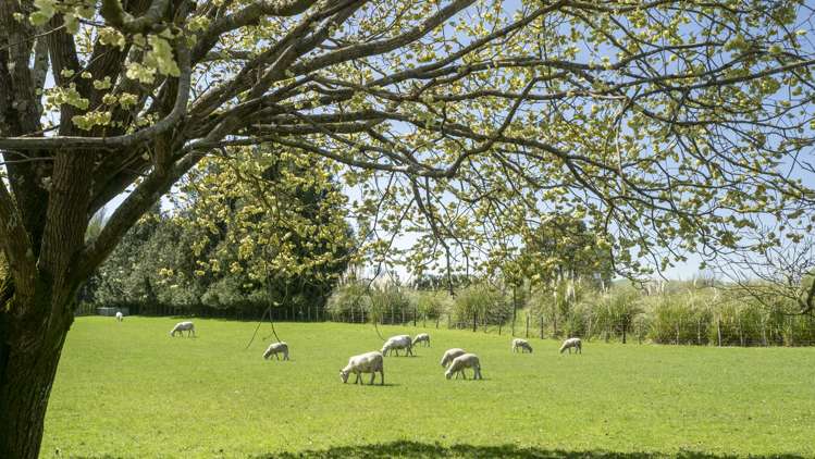 185 Masterton Castlepoint Road Masterton_2