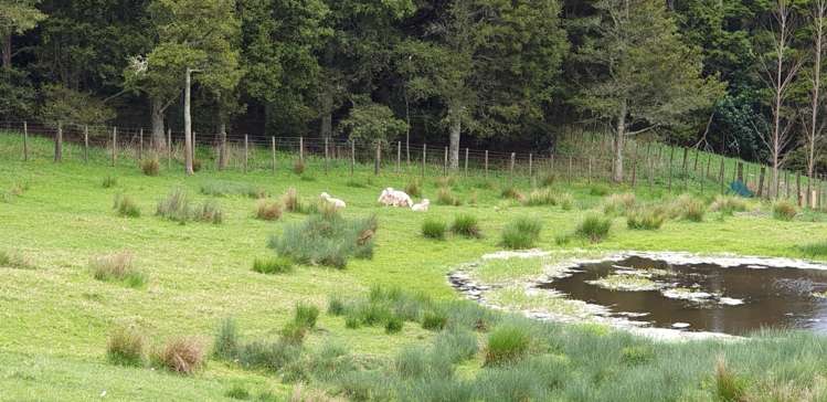 105 Jumna Road Maungaturoto_19