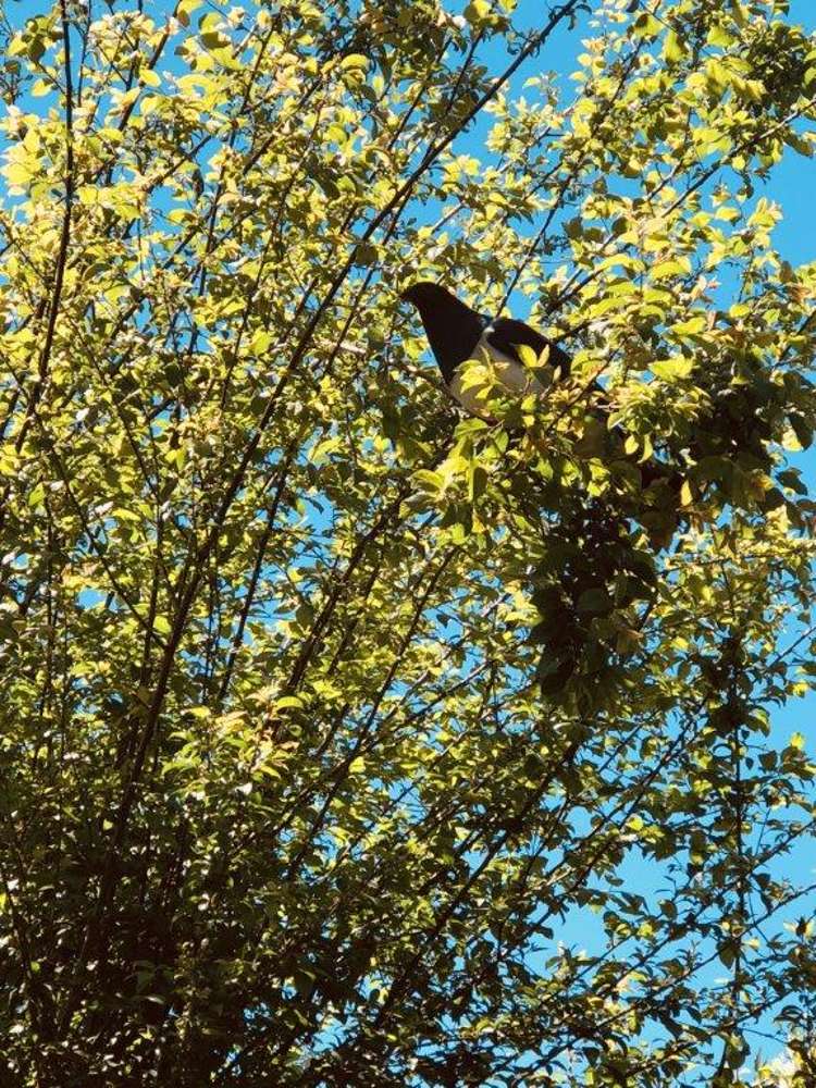 40b Rue Grehan Akaroa_11