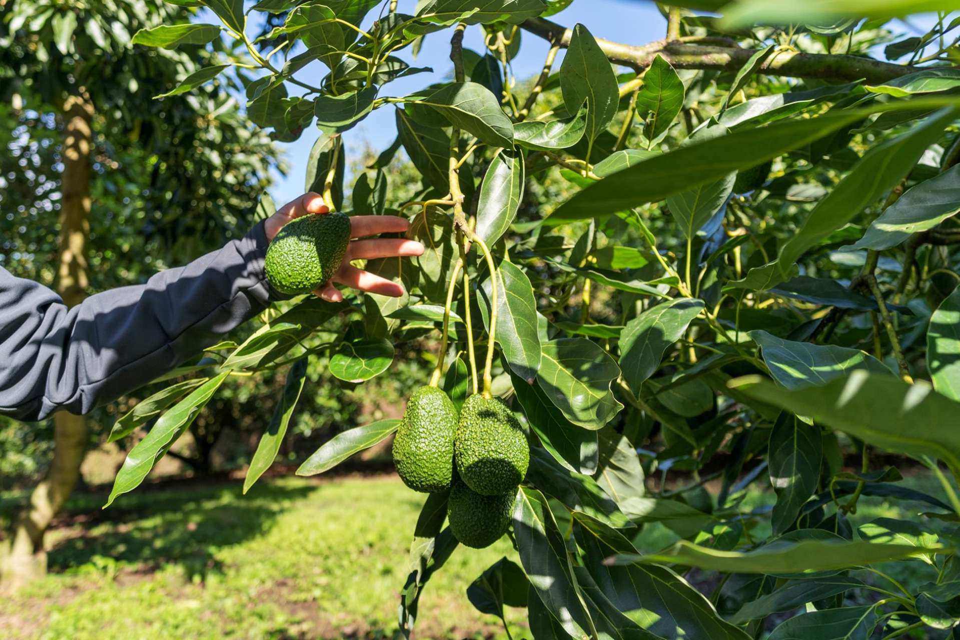 12 Timon Drive Hauraki Surrounds_0