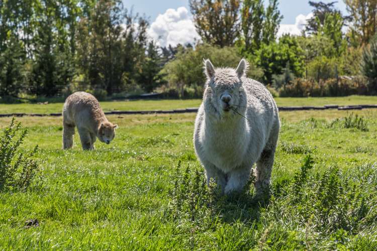 177 Selwyn Lake Road Leeston_16