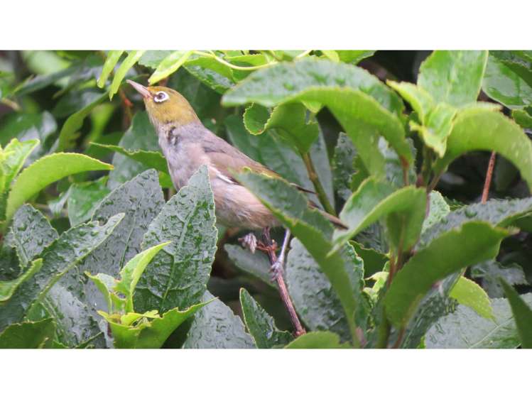 154 Wakamarina Road Havelock_19