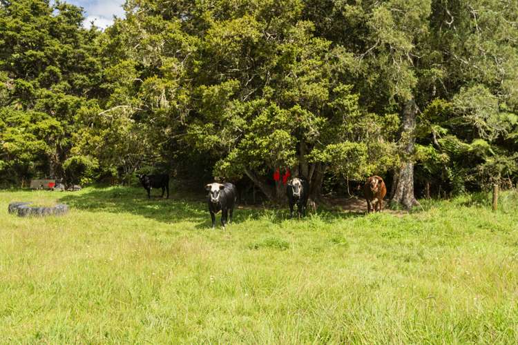 23 Jellick Road Hikurangi_22