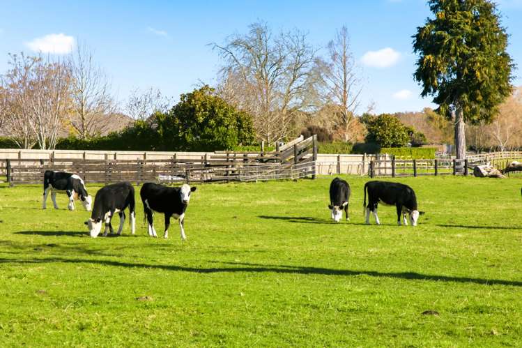 17c Lissette Road Newstead_29