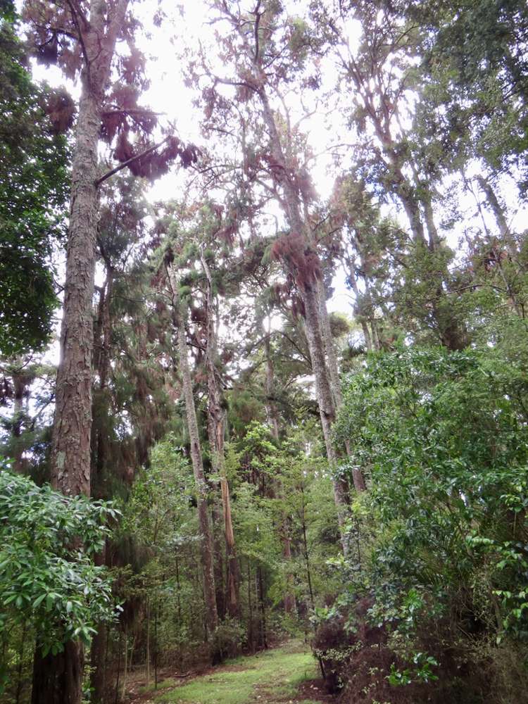 504b Wairere Road Maungaturoto_11