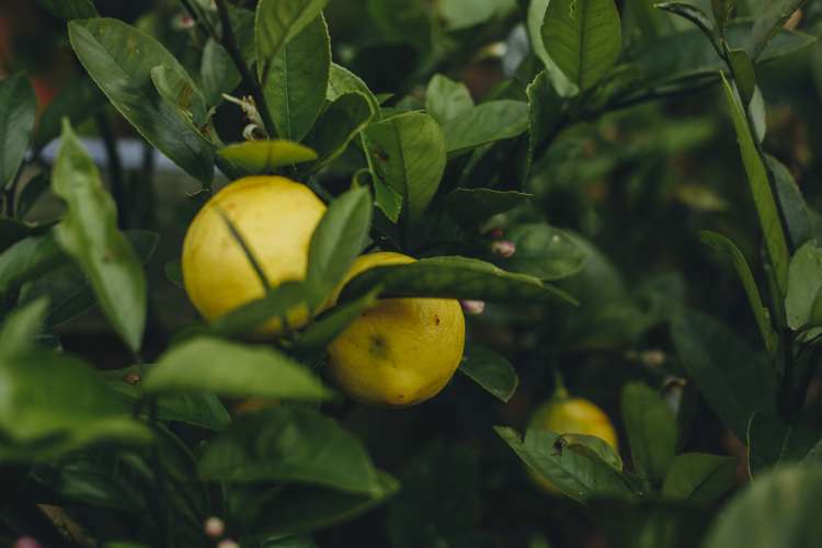17 Pekanga Drive Fox Glacier_23