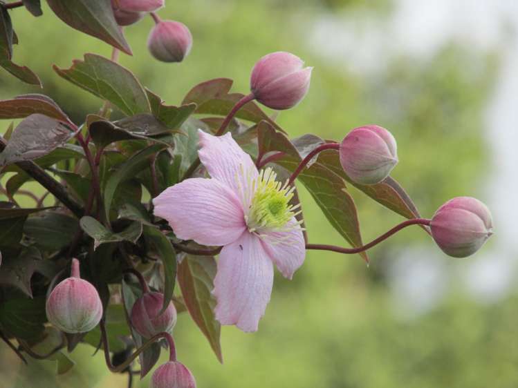 2 Marshall Road Rangiriri_24