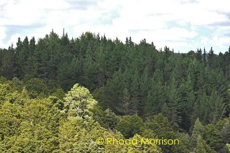 280 Central Road Mareretu_45