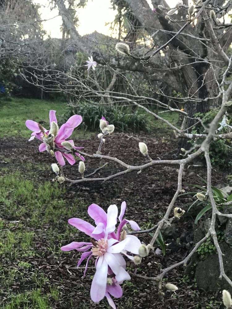 21 Karaka Street New Lynn_25