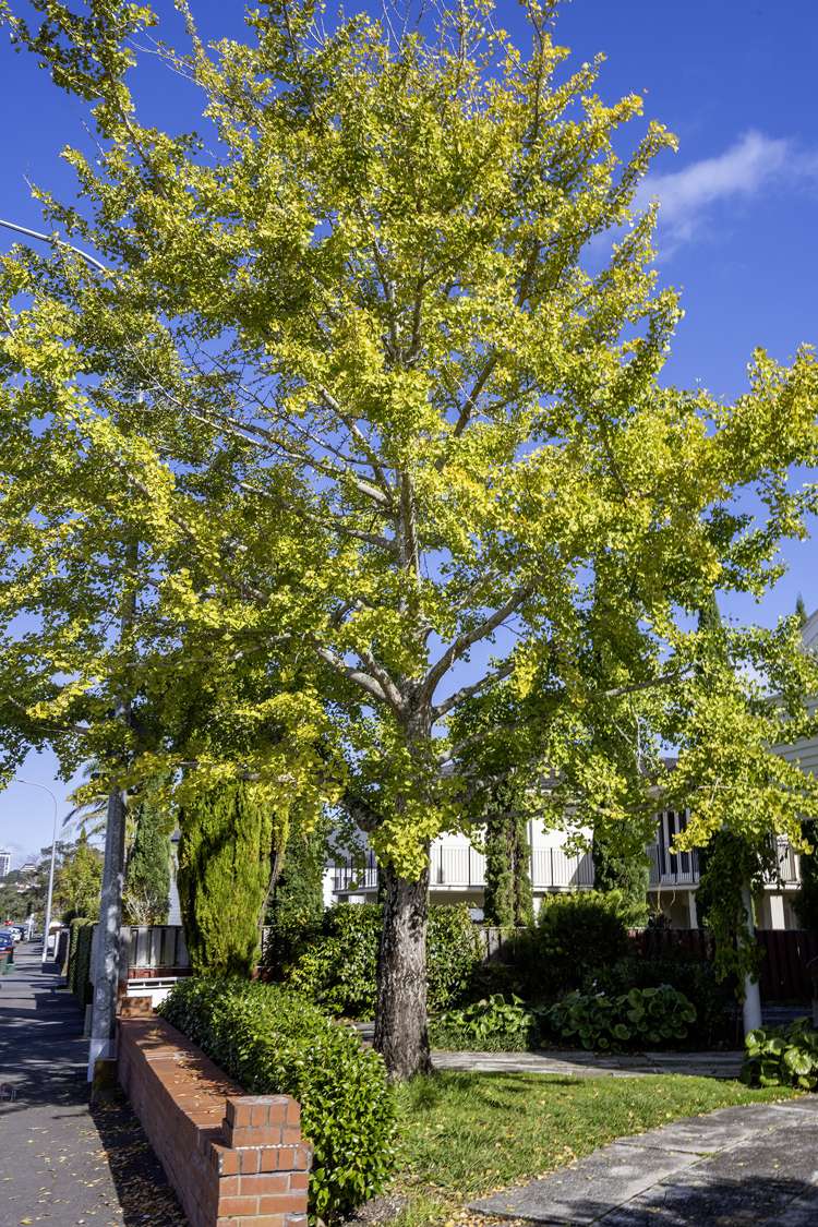 4/262 Victoria Avenue Remuera_20